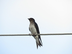 Progne chalybea