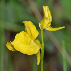 Utricularia cornuta