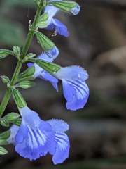 Salvia languidula