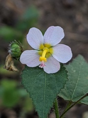 Kosteletzkya depressa