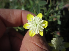 Platystemon californicus