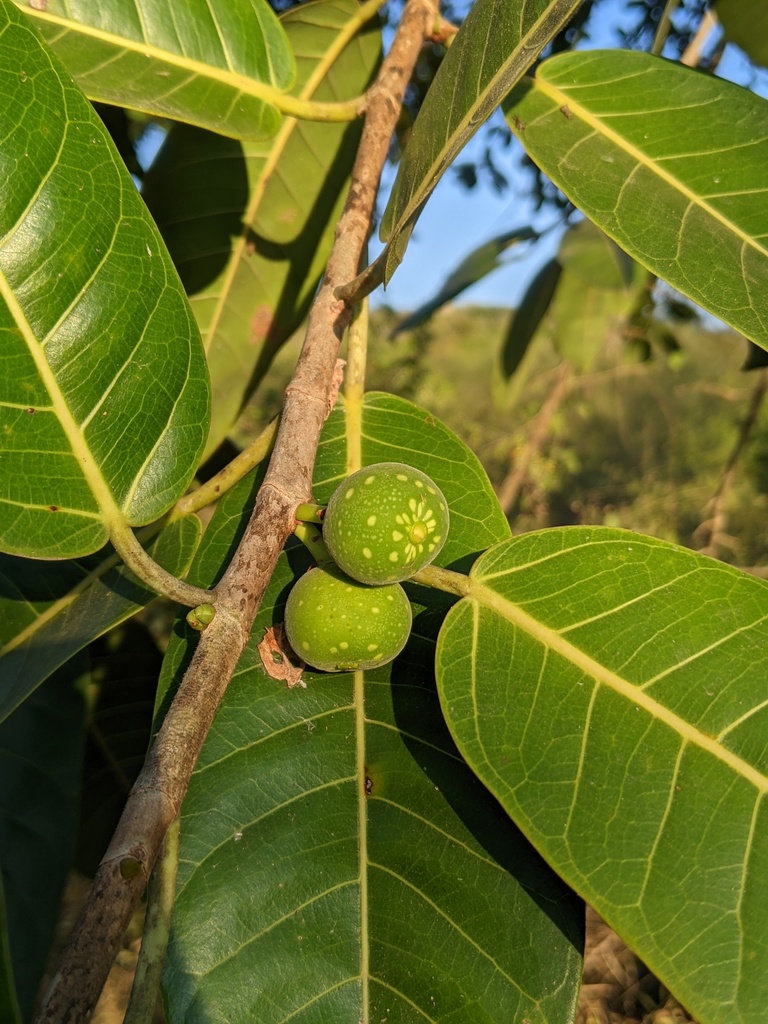 Ficus crocata from Mazatlán, Sinaloa, Mexico on December 1, 2020 at 07: ...