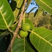 Ficus crocata - Photo (c) Lyrae, some rights reserved (CC BY-NC), uploaded by Lyrae