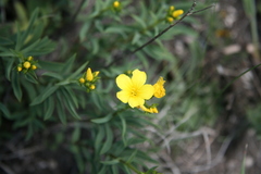 Linum basarabicum