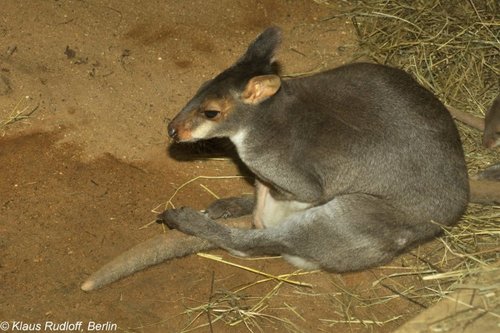 Dusky Pademelon (Thylogale brunii) — Vulnerable Mammalia