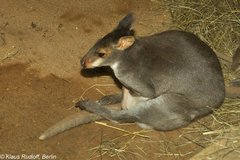 Dusky Pademelon photo 2