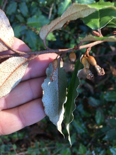 Elaeagnus pungens
