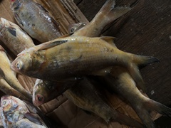 Galeoides decadactylus