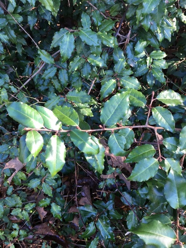 Elaeagnus pungens