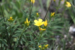 Linum basarabicum
