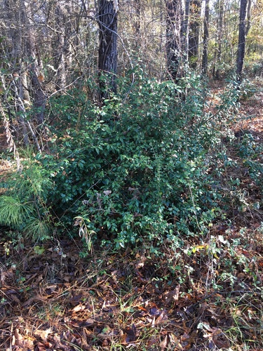 Elaeagnus pungens