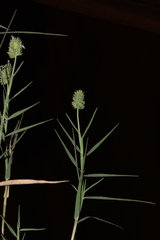 Aeluropus lagopoides