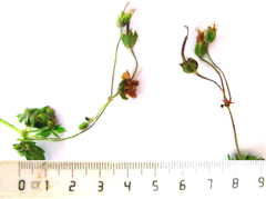 Geranium ornithopodon