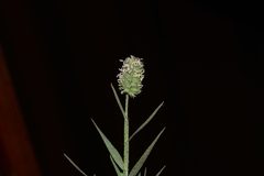 Aeluropus lagopoides