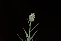 Aeluropus lagopoides