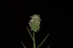 Aeluropus lagopoides