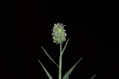 Aeluropus lagopoides