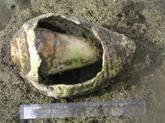 Titanostrombus galeatus