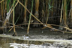 Acrocephalus agricola