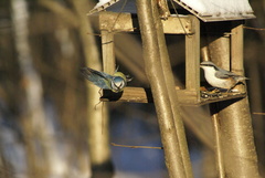 Sitta europaea