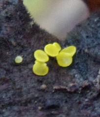 Calycina claroflava