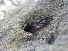 Pachygrapsus socius