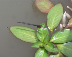 Pseudagrion massaicum