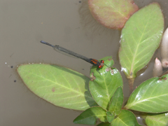 Pseudagrion massaicum