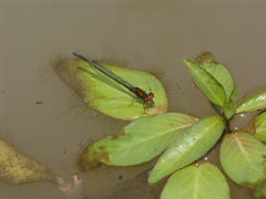 Pseudagrion massaicum