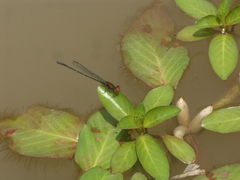 Pseudagrion massaicum