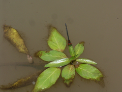 Pseudagrion massaicum