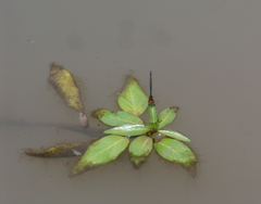 Pseudagrion massaicum