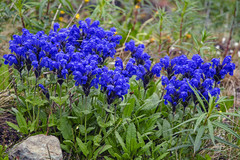 Dracocephalum grandiflorum