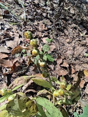 Carpesium abrotanoides