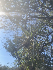 Tillandsia fasciculata