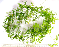 Asparagus volubilis