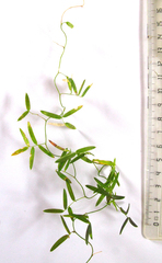 Asparagus volubilis
