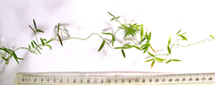 Asparagus volubilis