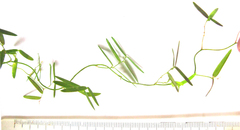 Asparagus volubilis
