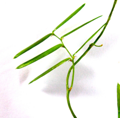 Asparagus volubilis