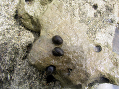Nerita funiculata
