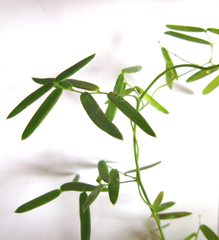 Asparagus volubilis