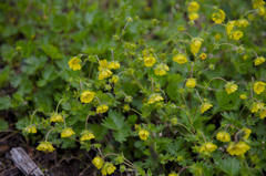 Potentilla gelida