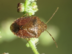 Dryadocoris apicalis
