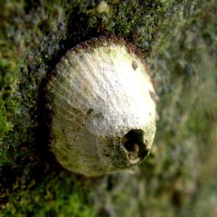 Fissurella virescens