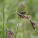 Carex aterrima - Photo (c) petr_kosachev, osa oikeuksista pidätetään (CC BY-NC), lähettänyt petr_kosachev