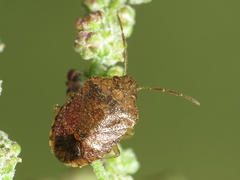 Dryadocoris apicalis