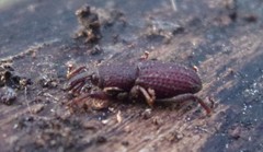 Mitoplinthus caliginosus