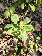 Carpesium abrotanoides