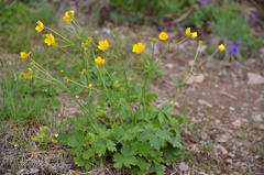 Ranunculus grandifolius